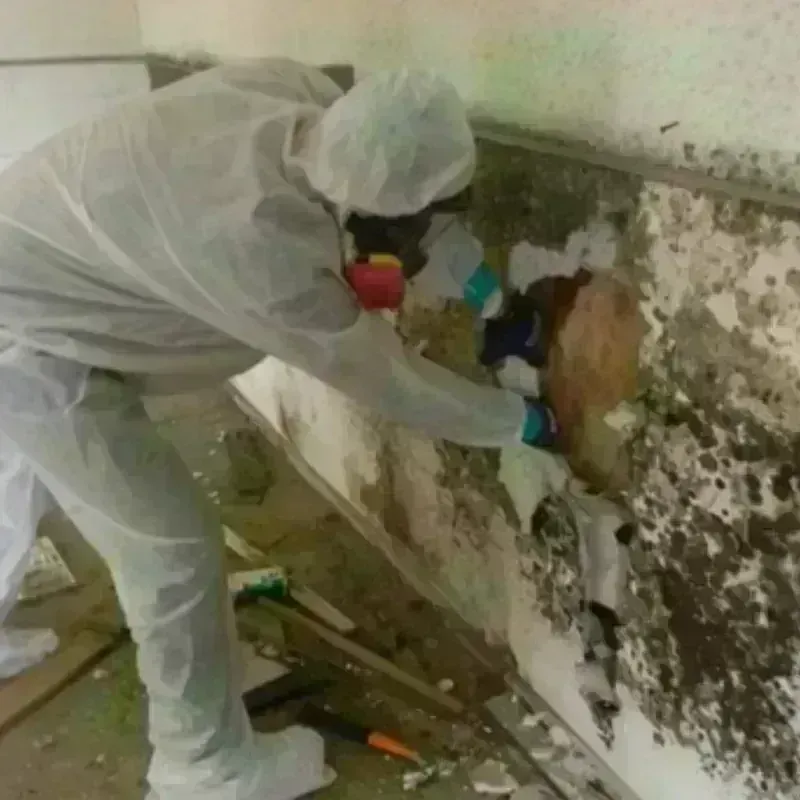 Mold Remediation and Removal in Selby, SD